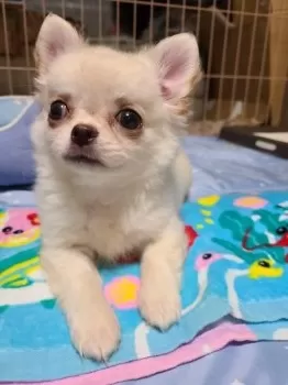 KT 様のお迎えした子犬
