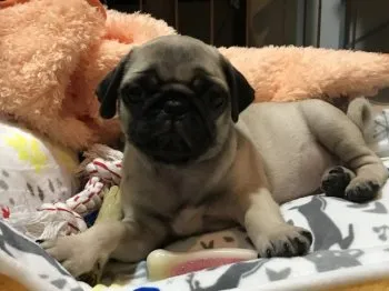 ジョンソン 様のお迎えした子犬