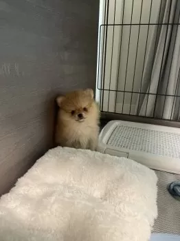 ぽてと 様のお迎えした子犬