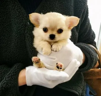 ぜっちゃんママ 様のお迎えした子犬