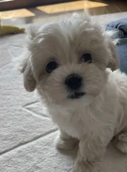 よー 様のお迎えした子犬
