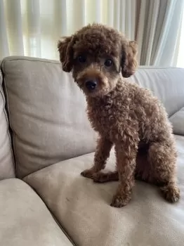 E.U 様のお迎えした子犬