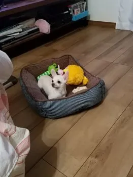 湘南ビーチ 様のお迎えした子犬