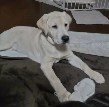 S.N 様のお迎えした子犬
