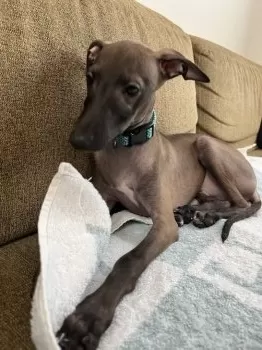 E.I 様のお迎えした子犬