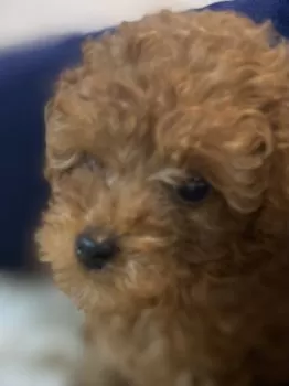 ゆみえる 様のお迎えした子犬
