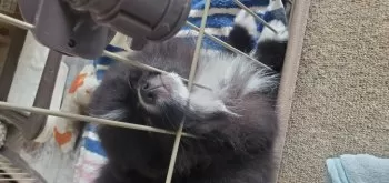 いんこ 様のお迎えした子犬