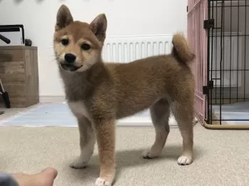 ゆうすけ 様のお迎えした子犬