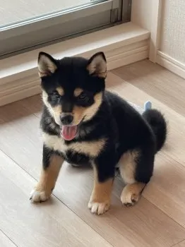 K.N 様のお迎えした子犬