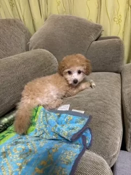 ぶん 様のお迎えした子犬