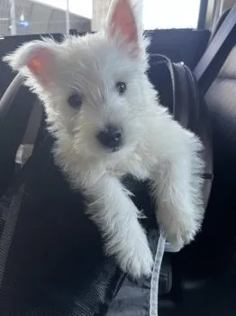 Y.K 様のお迎えした子犬