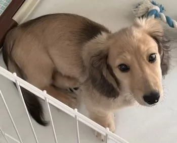 M.T 様のお迎えした子犬
