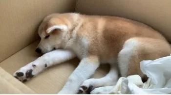くーぽん 様のお迎えした子犬