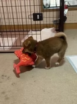 タカテル 様のお迎えした子犬