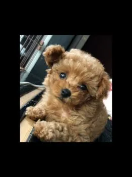 まあみ 様のお迎えした子犬