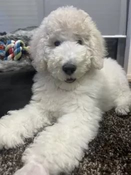 Y.Ｉ 様のお迎えした子犬