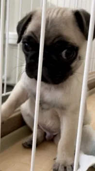 えりえり 様のお迎えした子犬