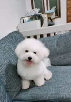 やま 様のお迎えした子犬