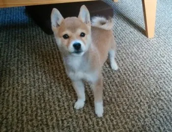 ぷったん 様のお迎えした子犬