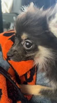 C.S 様のお迎えした子犬