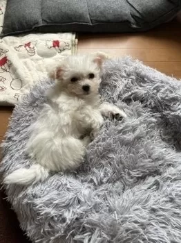 N.W 様のお迎えした子犬