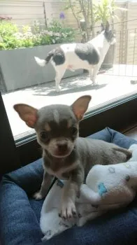 まみお 様のお迎えした子犬