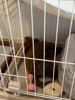 しょう 様のお迎えした子犬