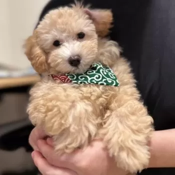 S.T 様のお迎えした子犬