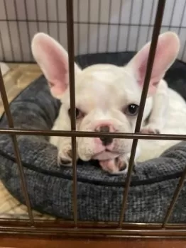 S.S 様のお迎えした子犬