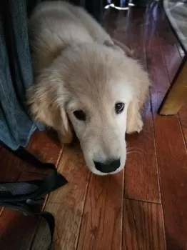 Y.M 様のお迎えした子犬