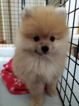 E.I 様のお迎えした子犬