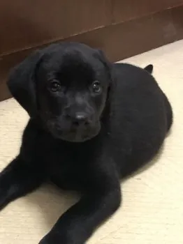 シュガー 様のお迎えした子犬