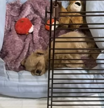 M.Y 様のお迎えした子犬