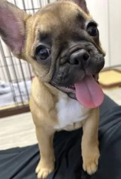 Y.W 様のお迎えした子犬