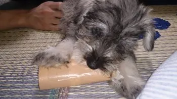 もりりん 様のお迎えした子犬