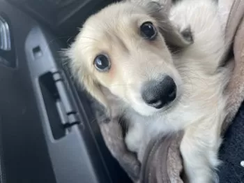 虹子 様のお迎えした子犬