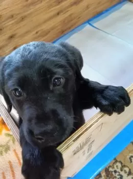 ランディ 様のお迎えした子犬