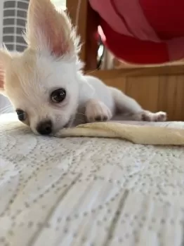 るるちゃんママ 様のお迎えした子犬