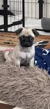 ボム 様のお迎えした子犬