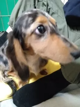 ウェッジ 様のお迎えした子犬