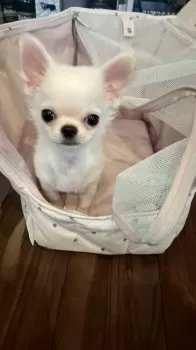 C.B 様のお迎えした子犬