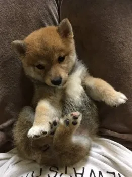 えぼ 様のお迎えした子犬