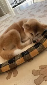むぎくん 様のお迎えした子犬