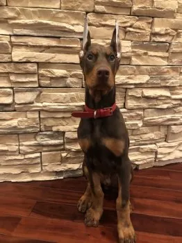 T.K 様のお迎えした子犬