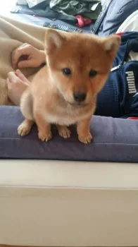 豆太 様のお迎えした子犬