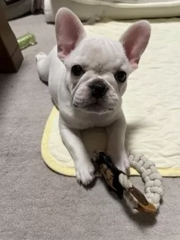 ぶう子 様のお迎えした子犬