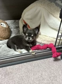 Y.M 様のお迎えした子犬