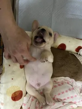 Y.T 様のお迎えした子犬