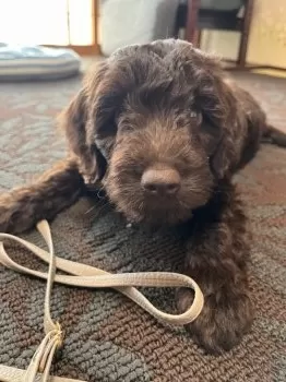 るな 様のお迎えした子犬