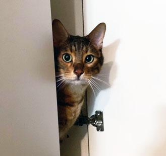 獣医師監修 犬の耳掃除は自宅できる やり方や注意点を解説 みんなのブリーダー